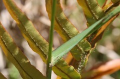 Blechnum novae-zelandiae