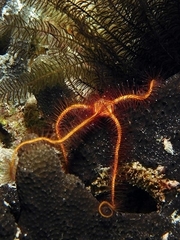 Ophiothrix