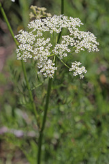 Ligusticum filicinum