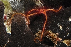 Ophiothrix