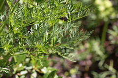 Ligusticum filicinum