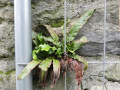 Asplenium scolopendrium