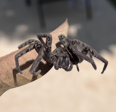 Ancylometes