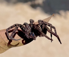 Ancylometes