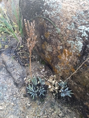 Dudleya saxosa collomiae