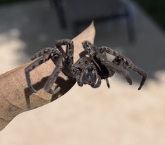 Ancylometes