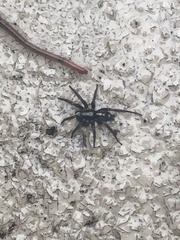 Herpyllus ecclesiasticus