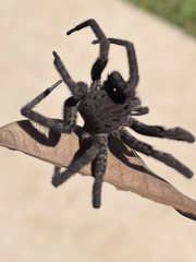 Ancylometes