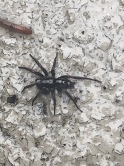 Herpyllus ecclesiasticus