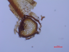 Syntrichia montana montana