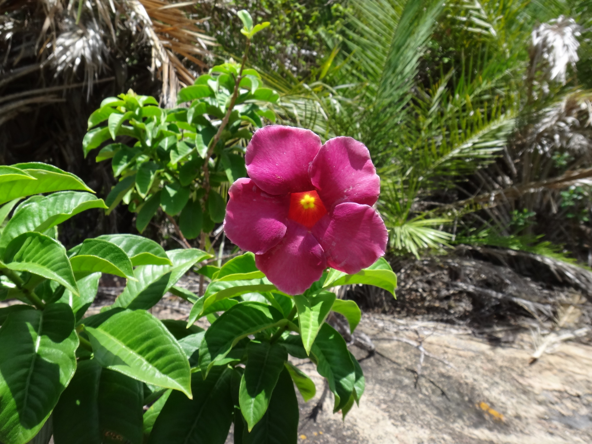 Allamanda blanchetii