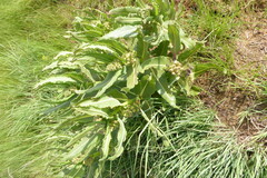 Pachycarpus concolor