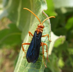 Hemipepsis tamisieri