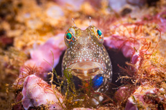 Salarias alboguttatus