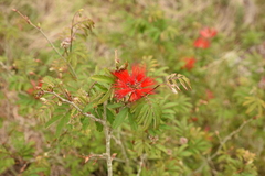 Calliandra tweediei