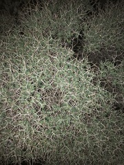 Euphorbia acanthothamnos