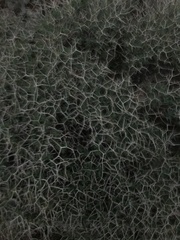 Euphorbia acanthothamnos