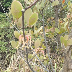Muellerina celastroides