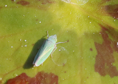 Draeculacephala inscripta