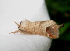 Clostera curtula