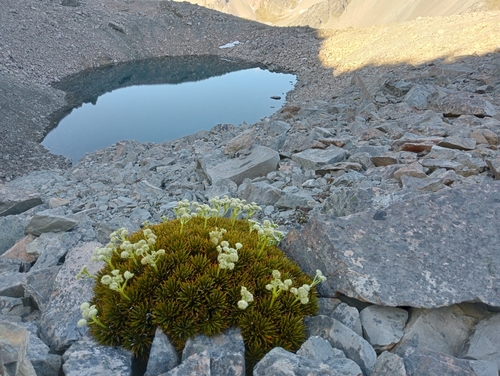 Aciphylla dobsonii (Aciphylla dobsonii)