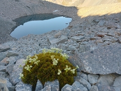 Aciphylla dobsonii