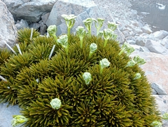 Aciphylla dobsonii