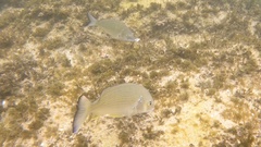 Acanthopagrus australis