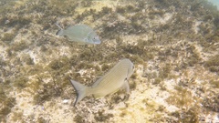 Acanthopagrus australis