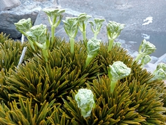 Aciphylla dobsonii
