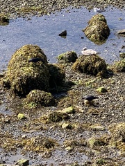 Chroicocephalus ridibundus