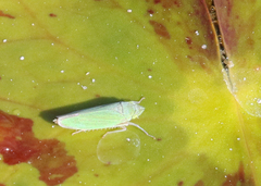 Draeculacephala inscripta