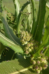 Pachycarpus concolor