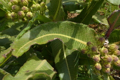 Pachycarpus concolor