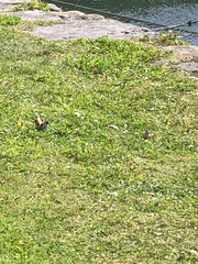 Carduelis carduelis britannica