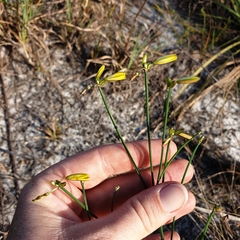 Tricoryne elatior