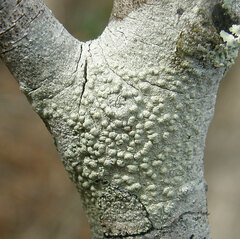 Pertusaria texana