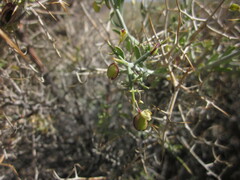 Rhinotropis intermontana