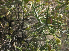 Rhinotropis intermontana