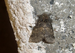 Gluphisia crenata