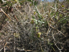 Rhinotropis intermontana