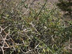 Rhinotropis intermontana