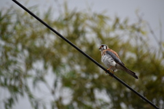 Falco sparverius dominicensis