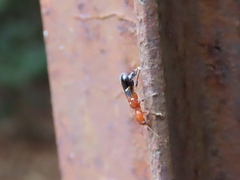 Tarsostenodes leucogramma