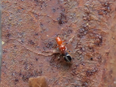 Tarsostenodes leucogramma