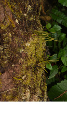 Haplopteris sikkimensis