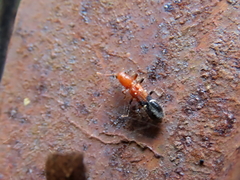 Tarsostenodes leucogramma