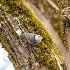 Sitta carolinensis aculeata