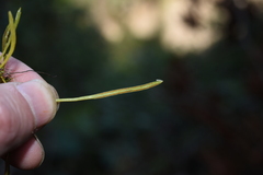 Haplopteris sikkimensis