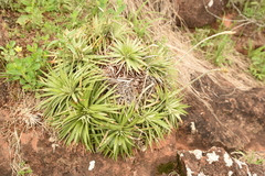 Dyckia